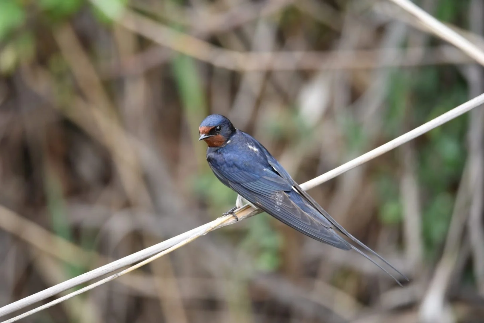 HM-Hirondelle-DSC_4455_01.jpg