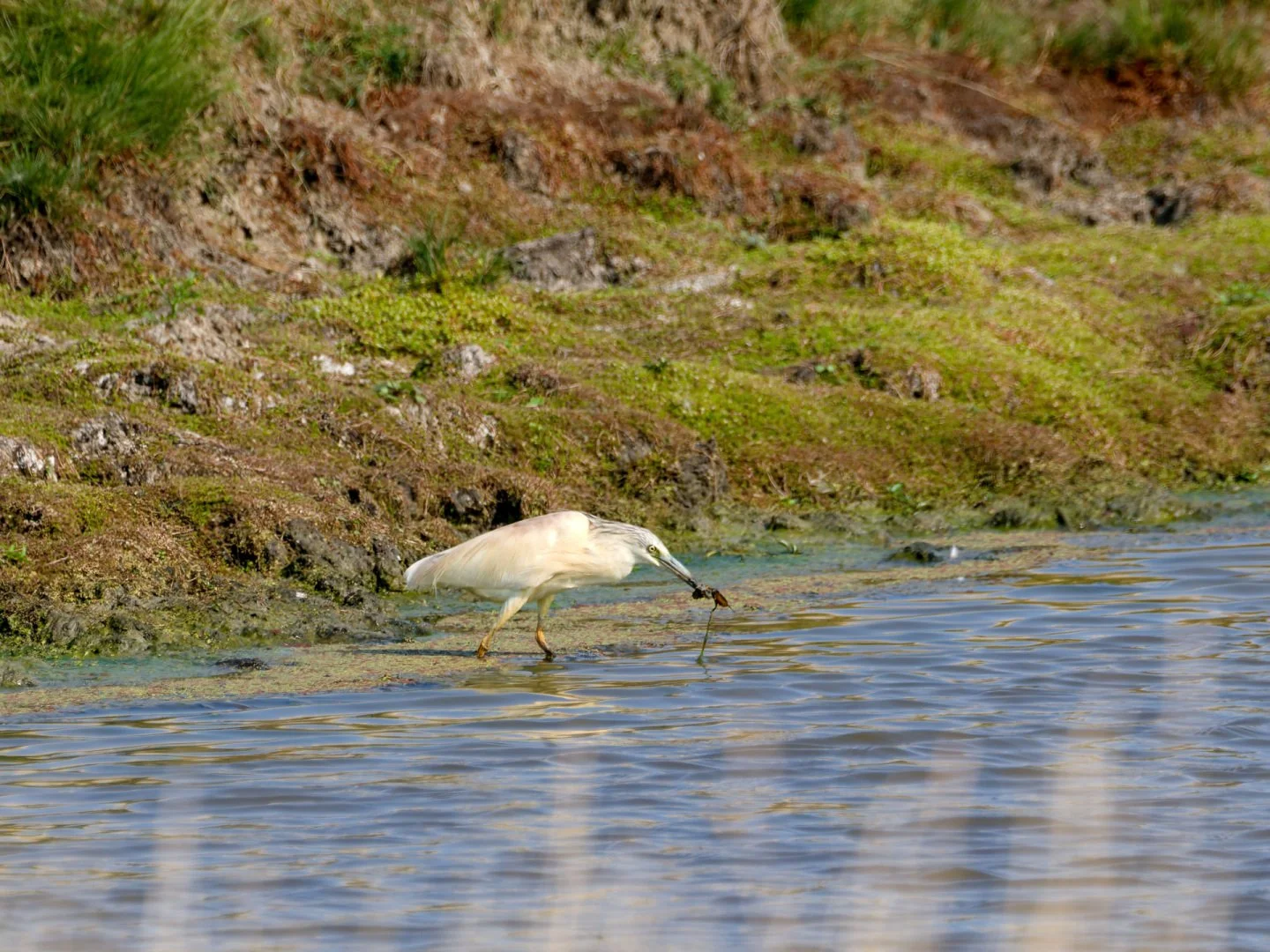 JV-ete-2025-Crabier-Chevelu-P8050068_DxO.jpg