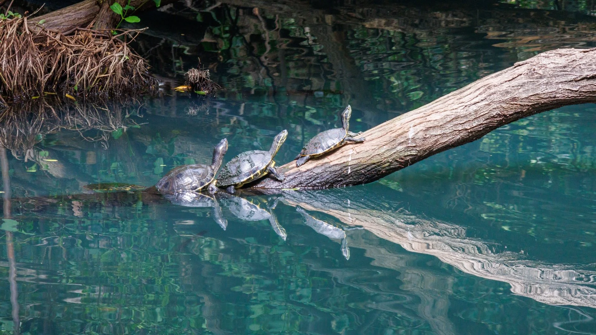 CB-0226-Tortues trachemys.jpg