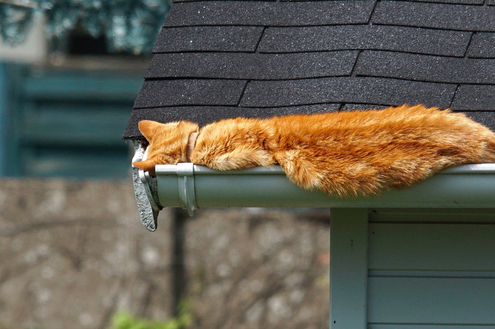 Chat-de-gouttiere.jpg