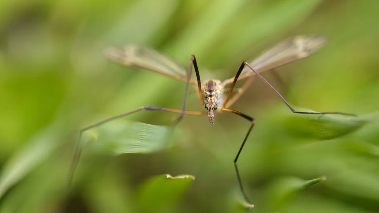 10-le-monstre-du-bokeh.jpg