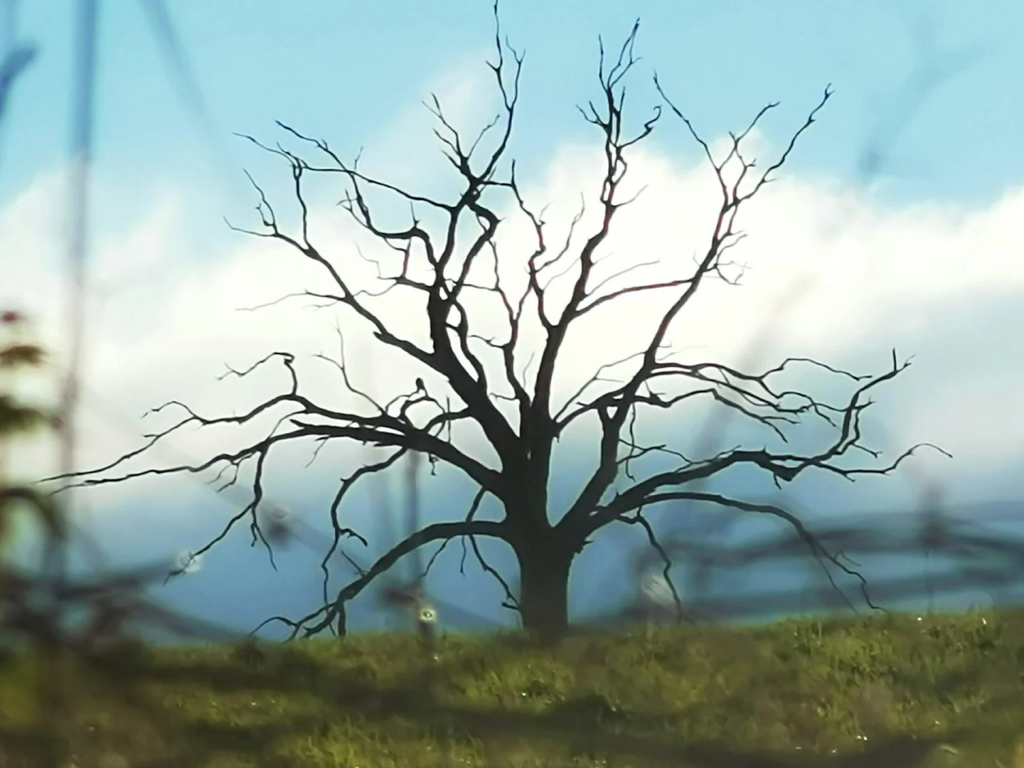 Vieil_arbre.jpg