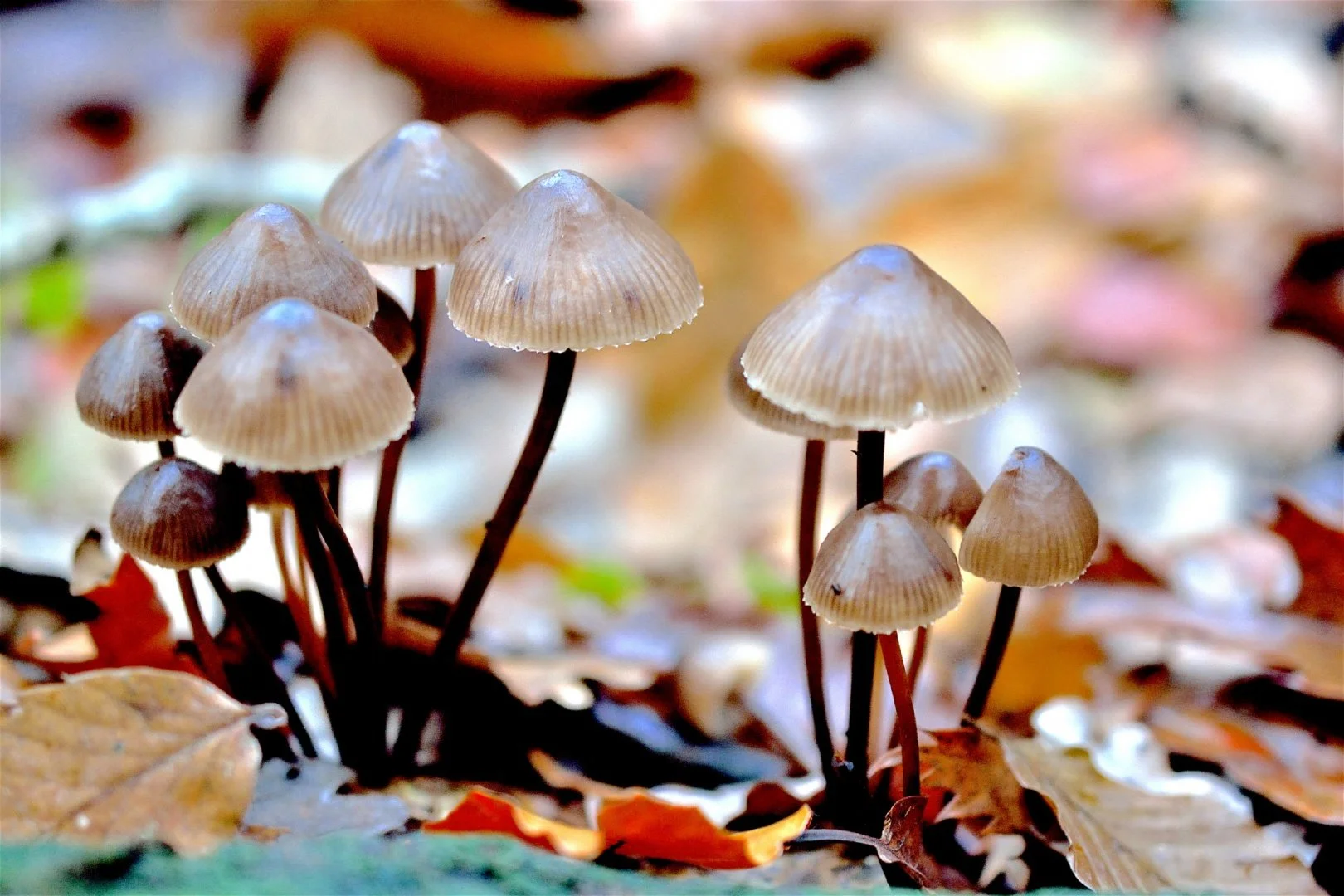 champignon_0028.jpg