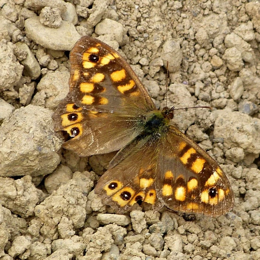 Papillon-dans_le_jardin.JPG
