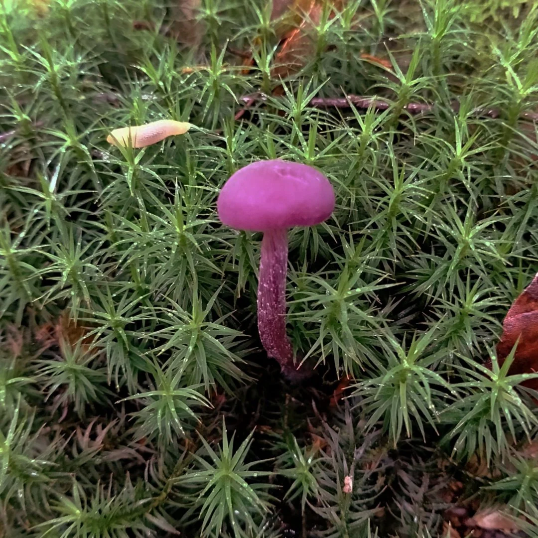joli-champignon-sur-mousse-.jpg