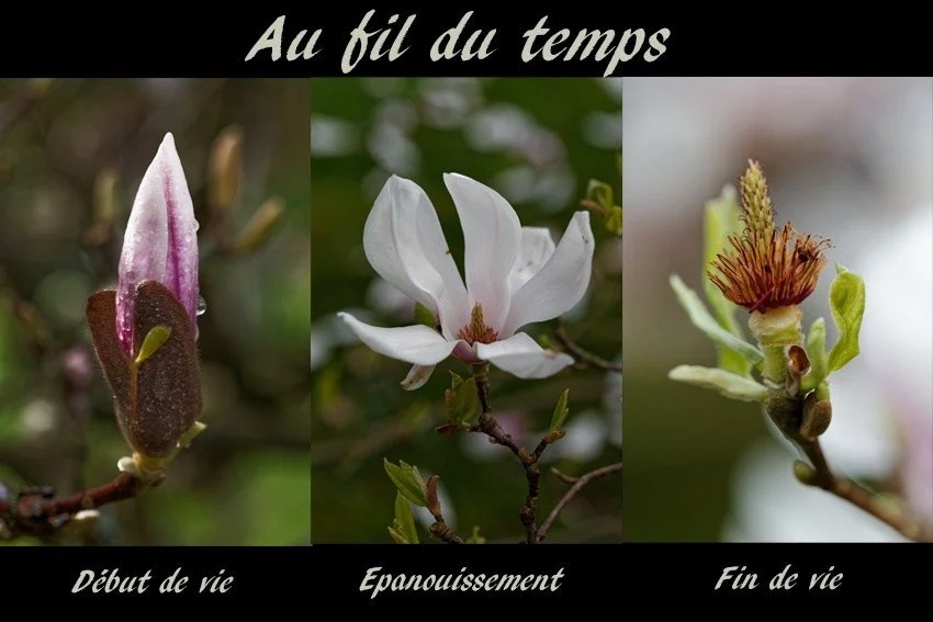 Au-fil-du-temps.jpg