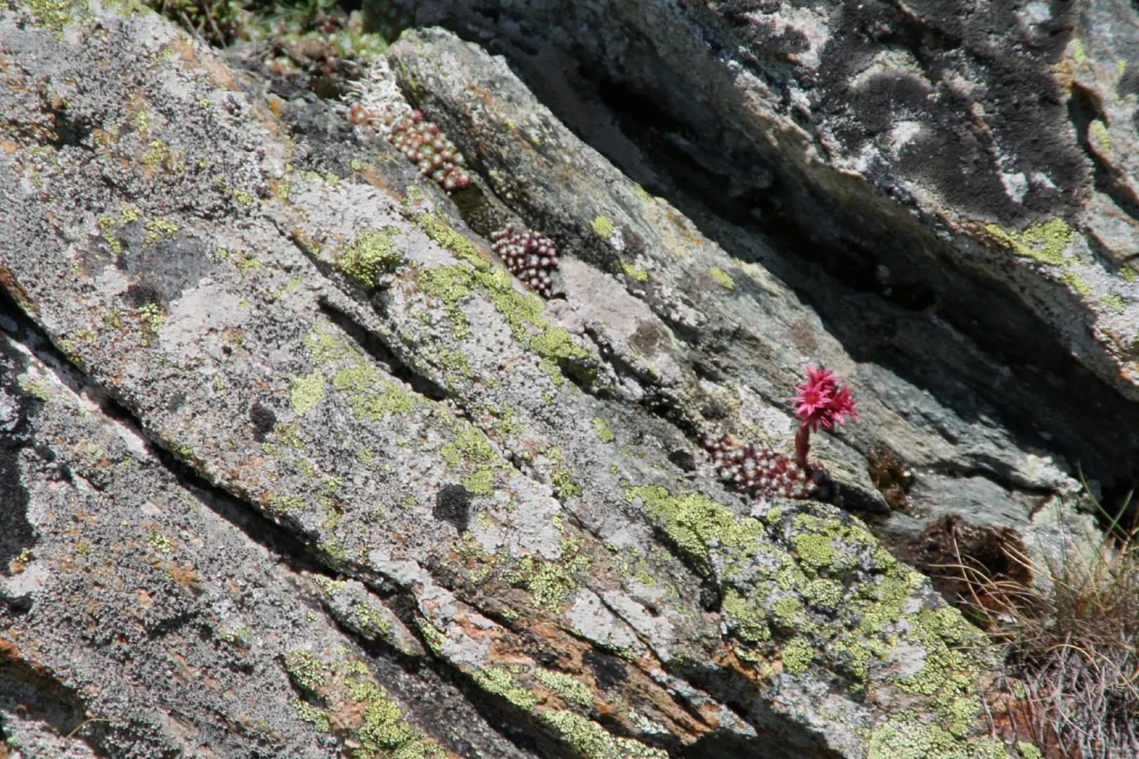 Jobarde-en-Fleur.jpg