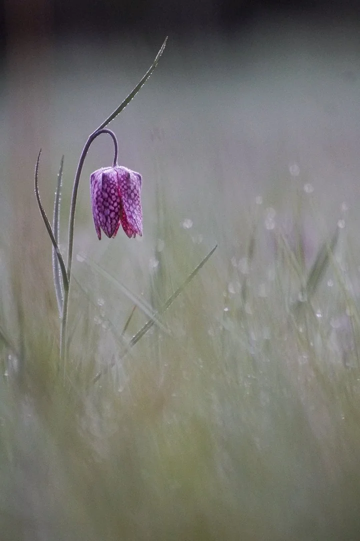 Fritillaires-2019-2.JPG