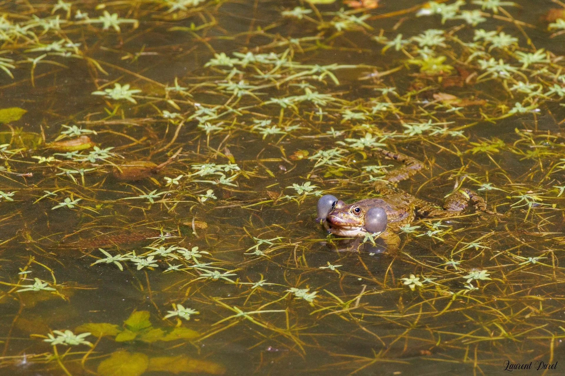 04-26-LD-Grenouille.jpg