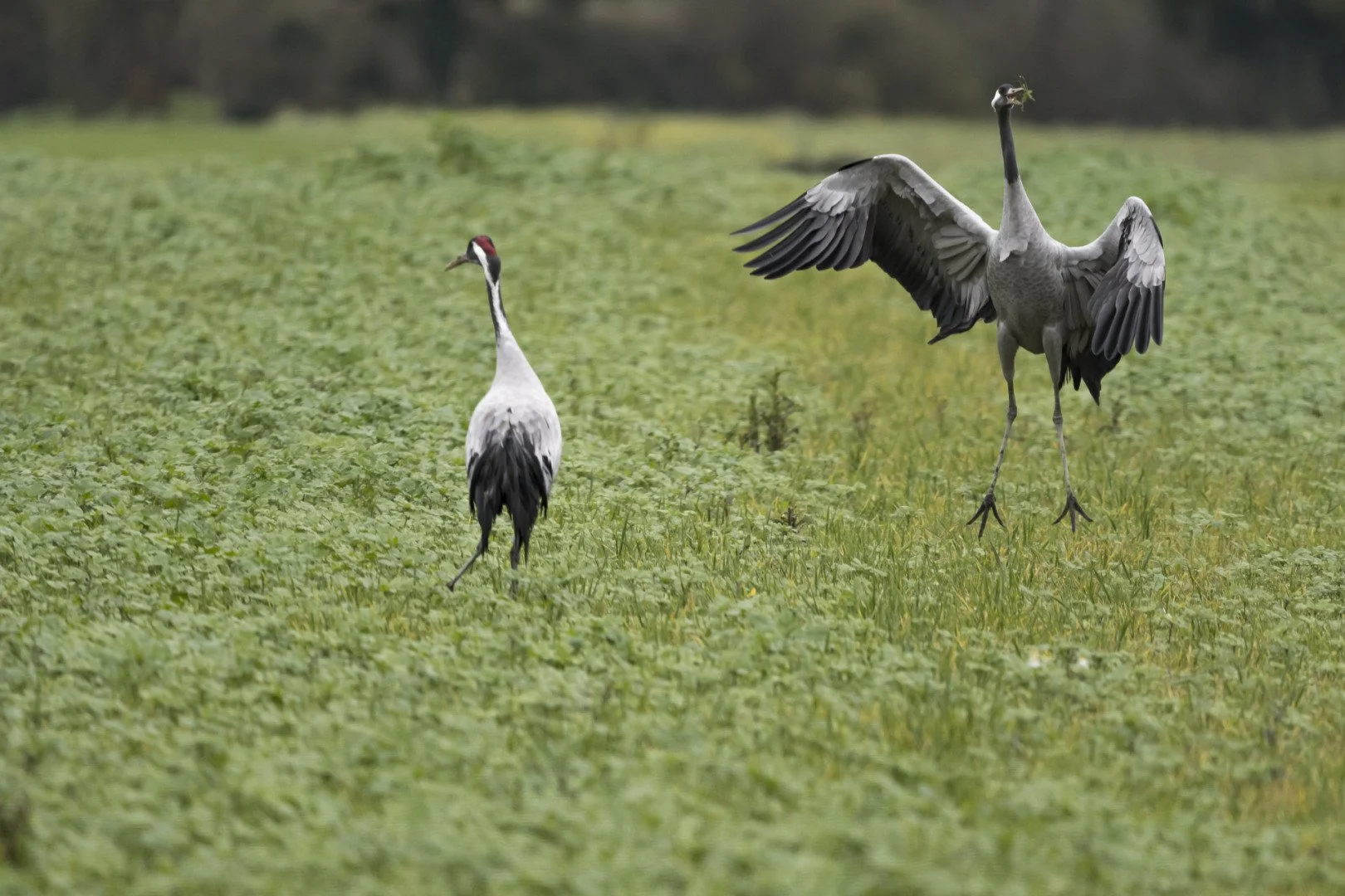 grues-cendrees.jpg