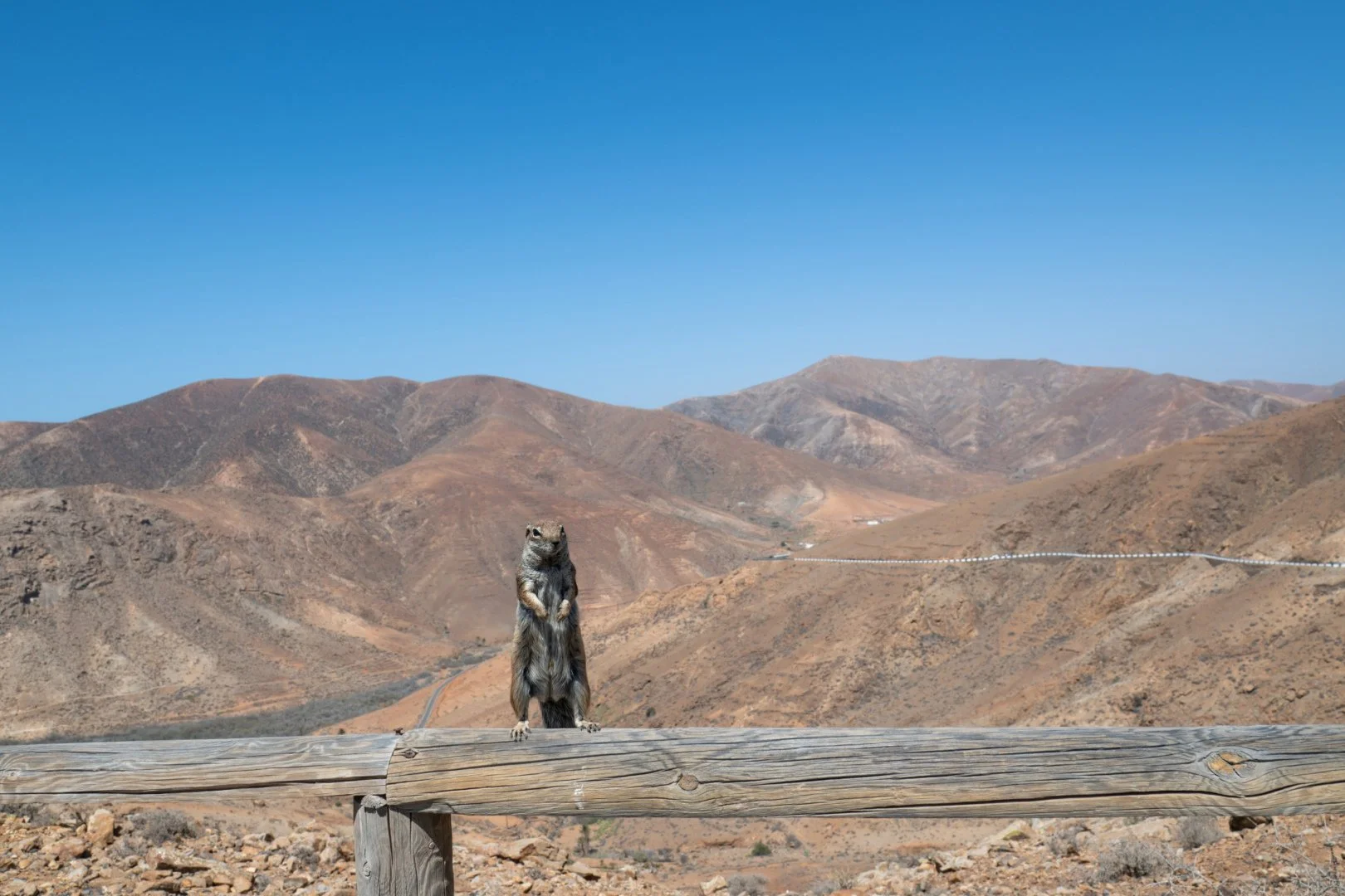 09-25-HM-LEcureuil-de-Barbarie-Fuerteventura-DSC_4426.JPG