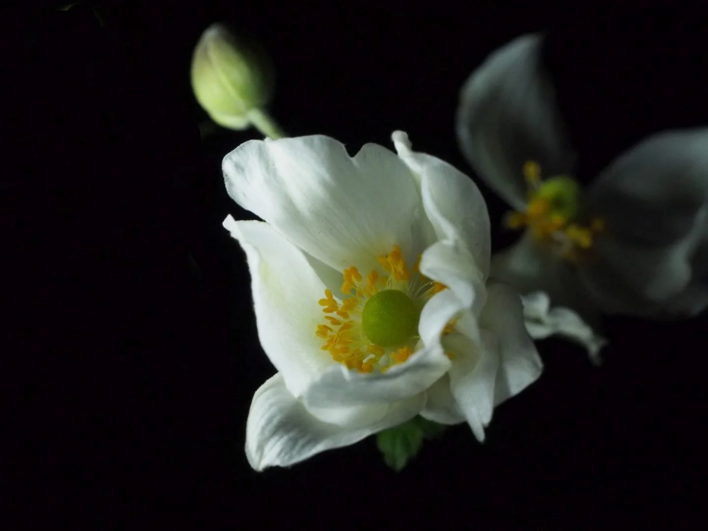 Anemone-du-Japon-Fleur-d-automne.jpg