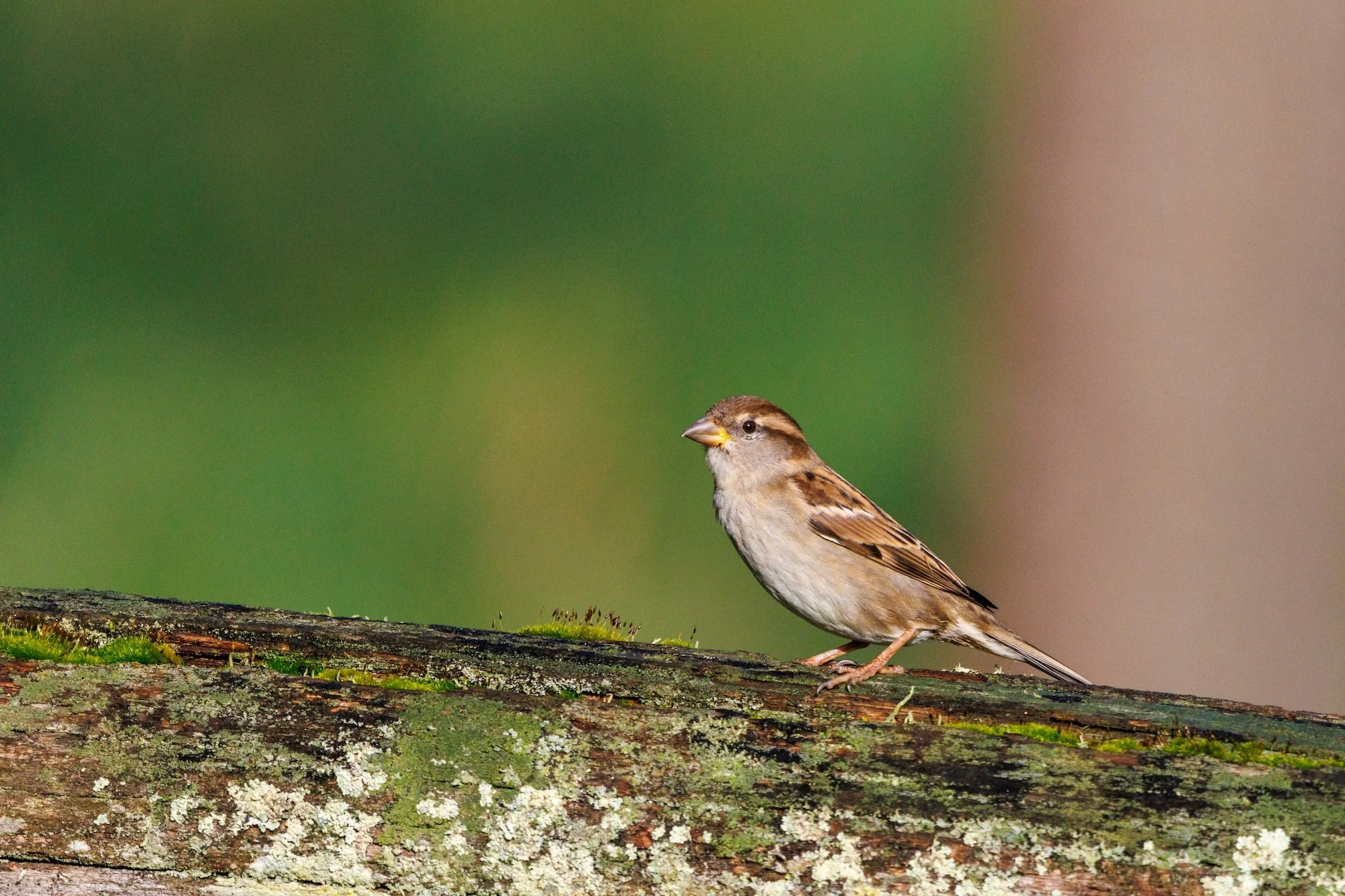 Moineau domestique.jpg