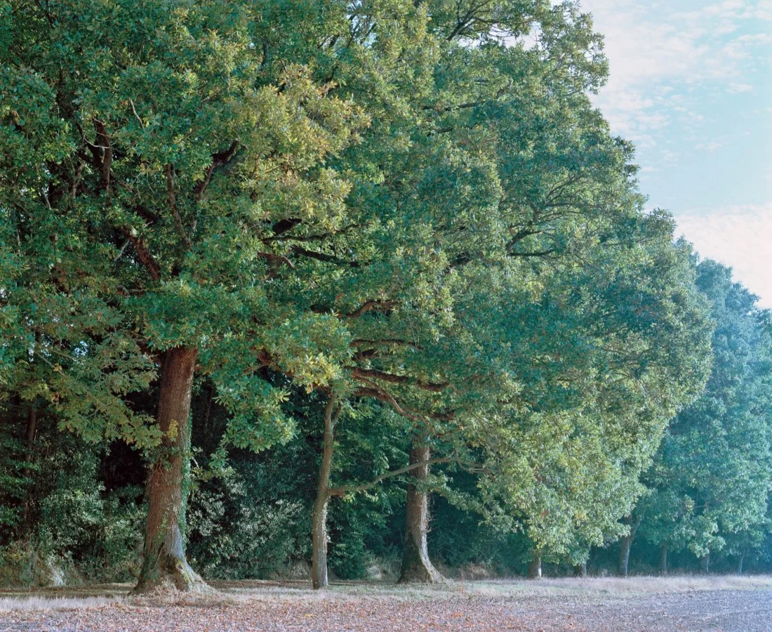 Lumière-automnale.jpg