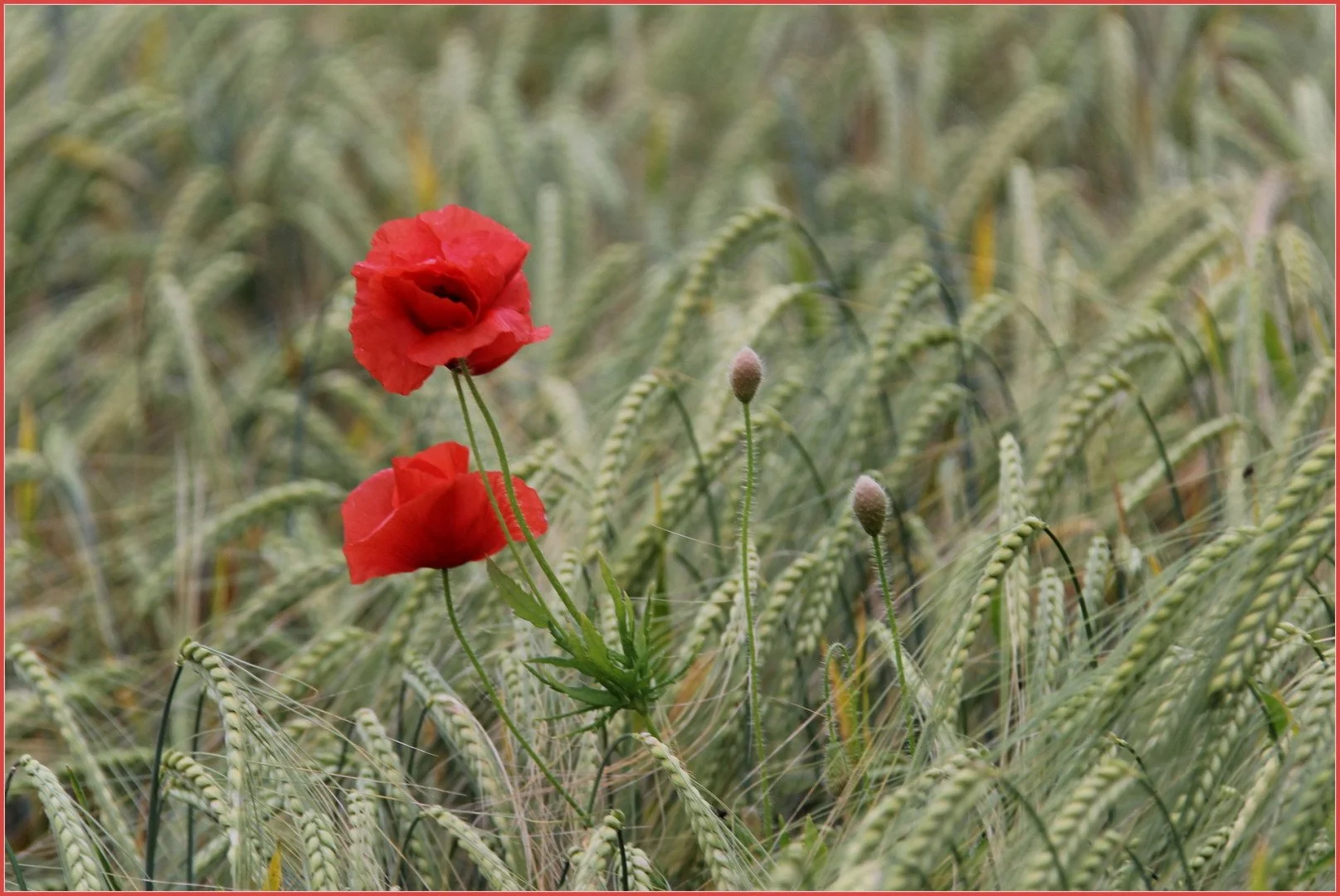 Coquelicots.jpg