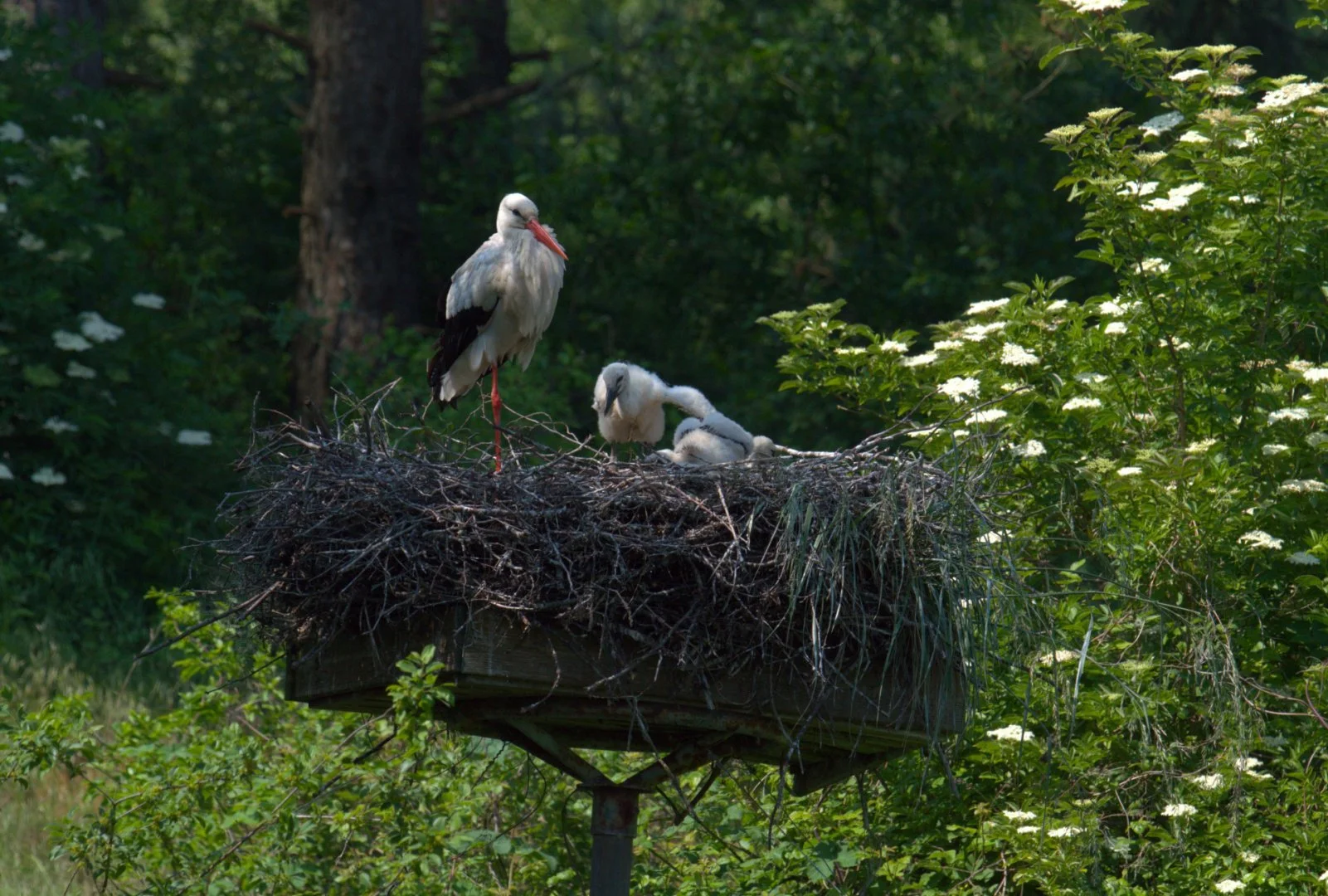 Cigogne_Et_Nid_02.jpg
