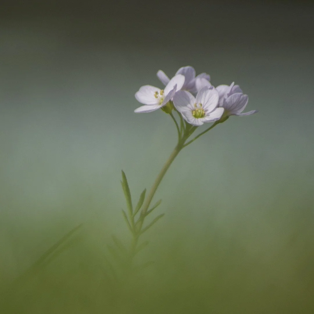 Cardamine-des-pres_li.jpg