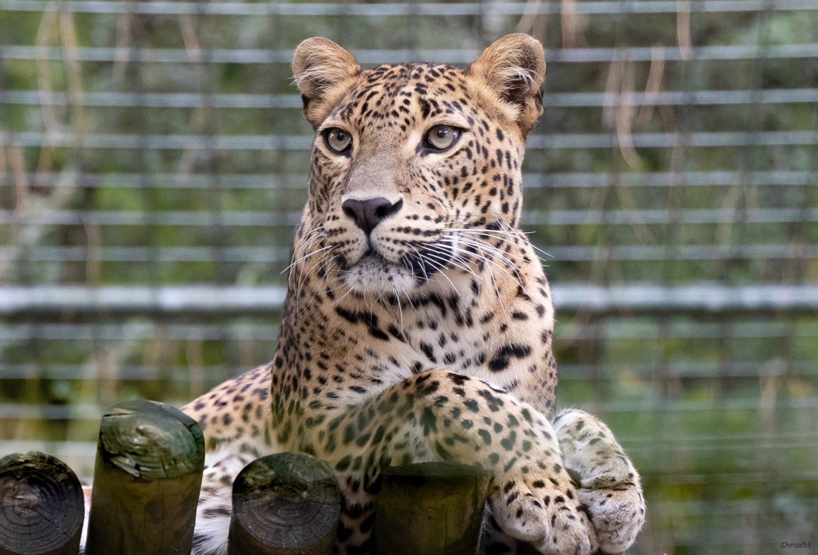 CP-10-2024-Guepard-1.jpg