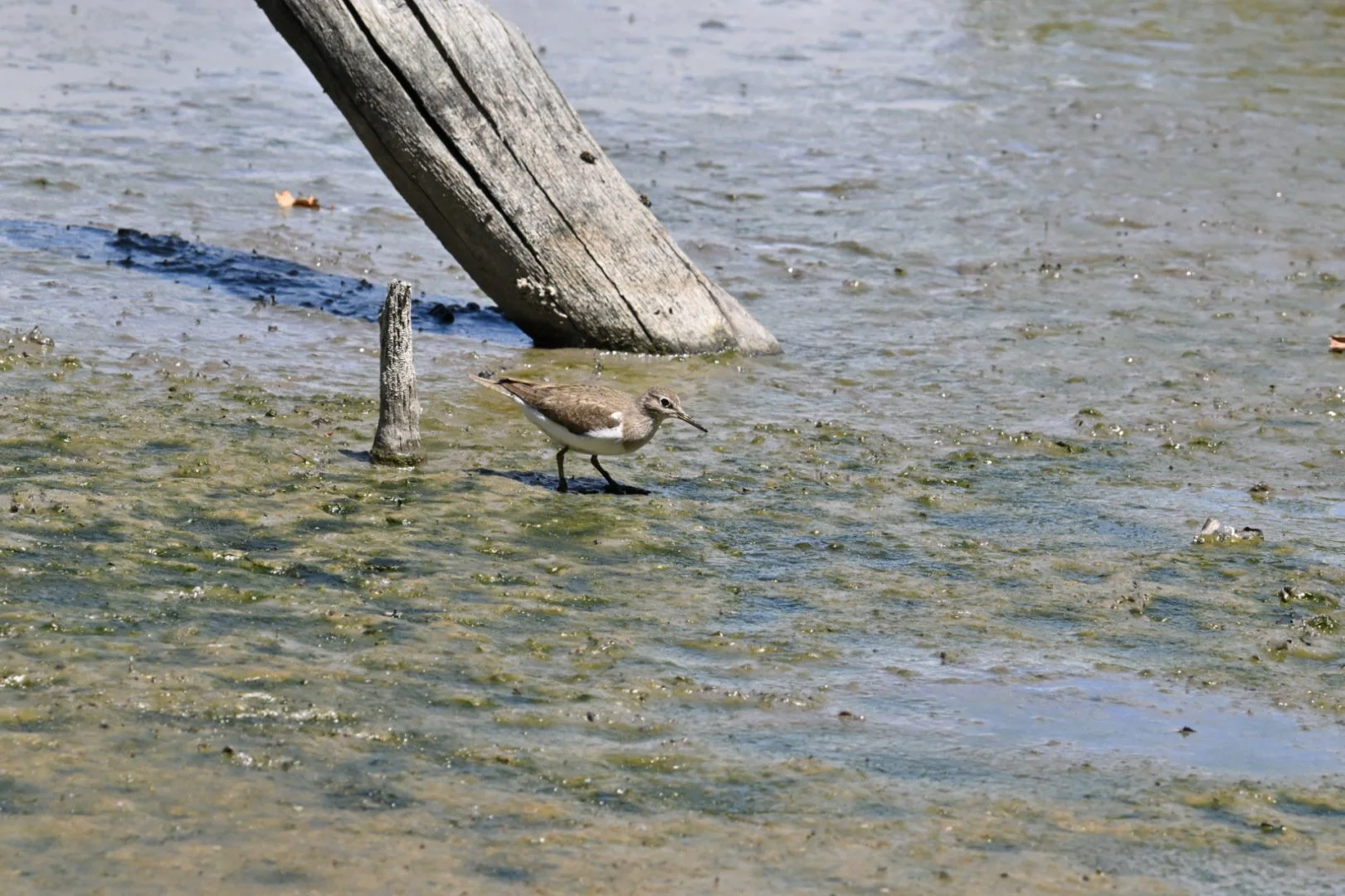 HM-Chevalier-guignette-Mod-240mm-S-Vit2500s-f10-ISO1400-Parc-du-Teich-DSC_3726.jpg