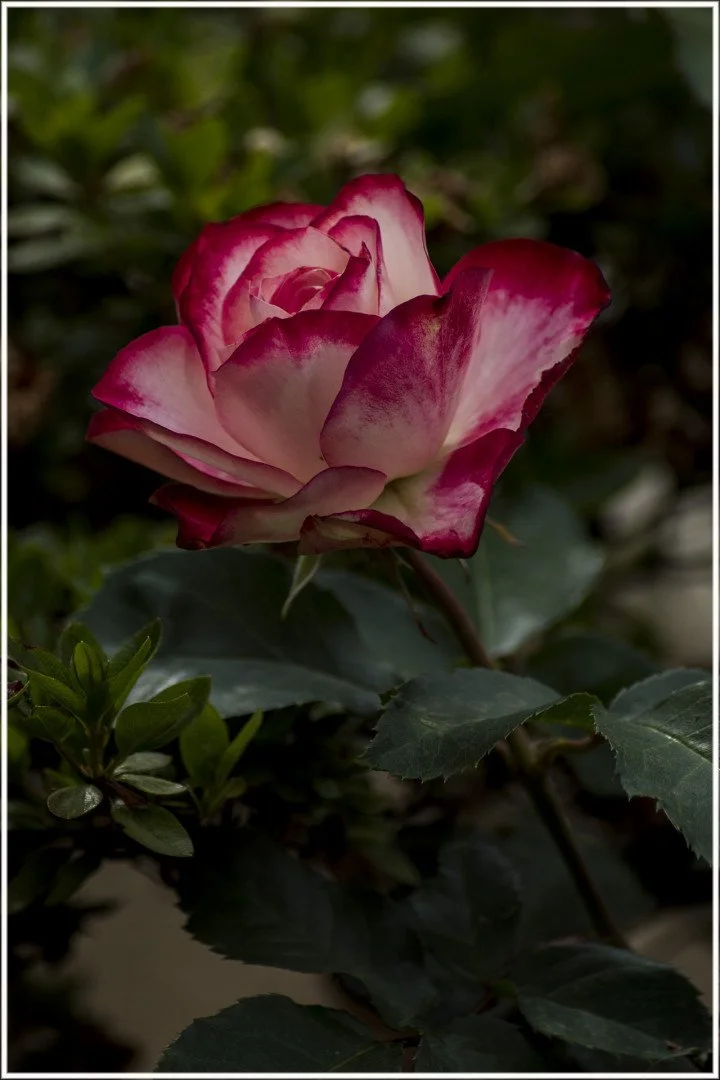 Roses-6.jpg