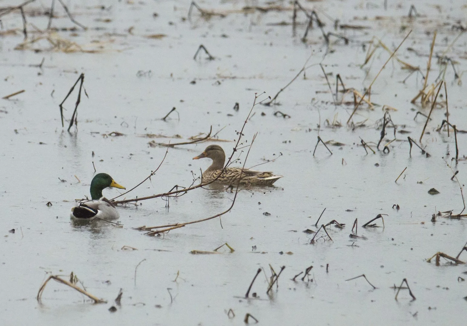 Couple_Canards_Colverts_03_F6_1-1000sec_3200Iso_420mm.jpg