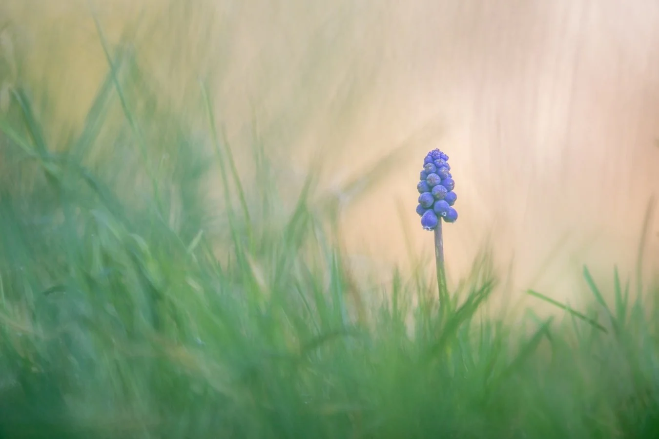 muscari-dans-la-douceur-du-matin_1.jpg