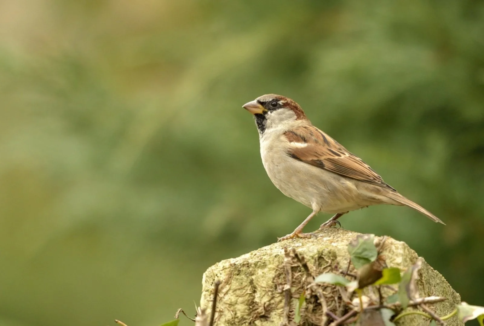 Moineau-friquet.jpg