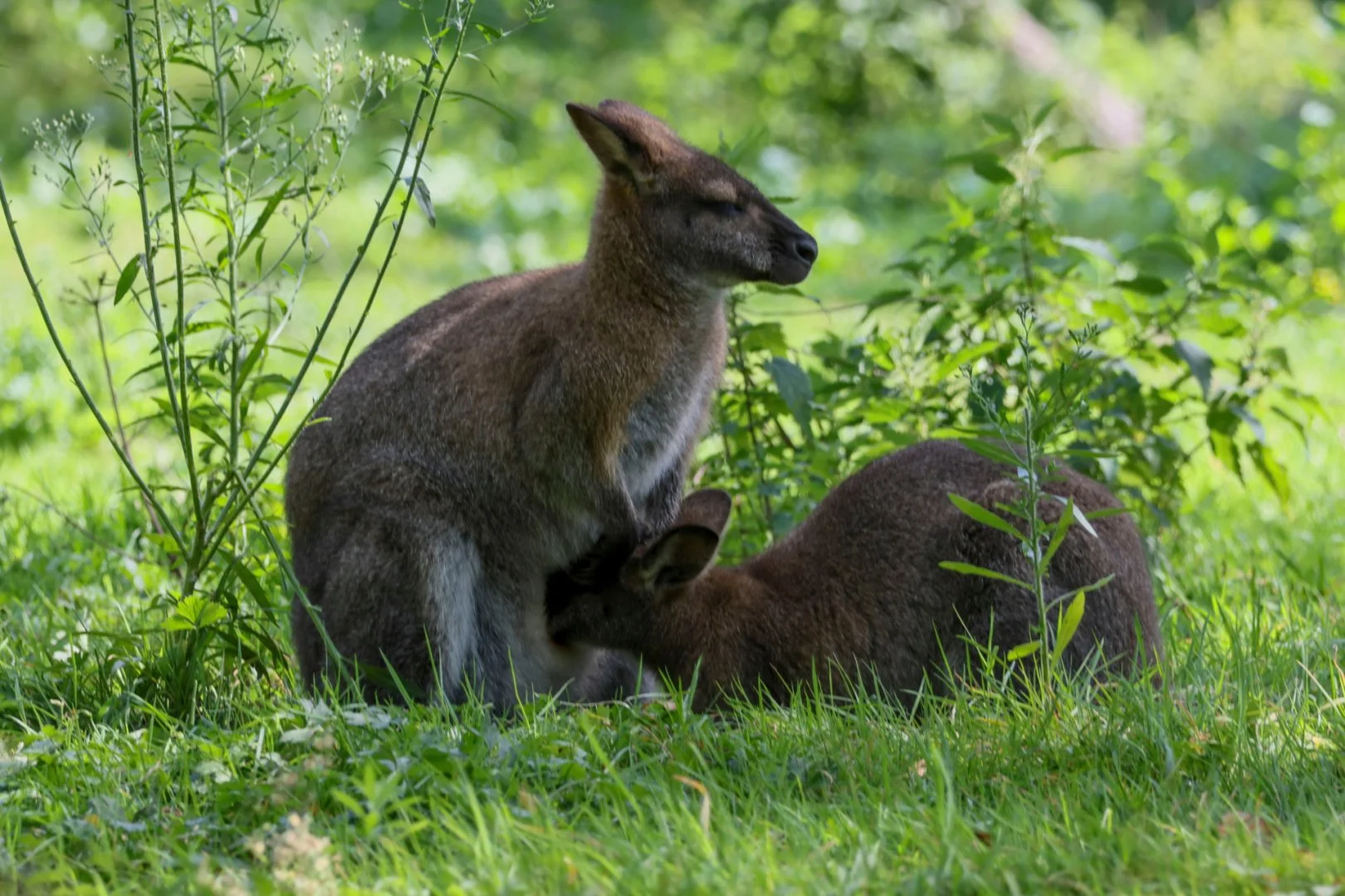 CB-Wallabies.jpg