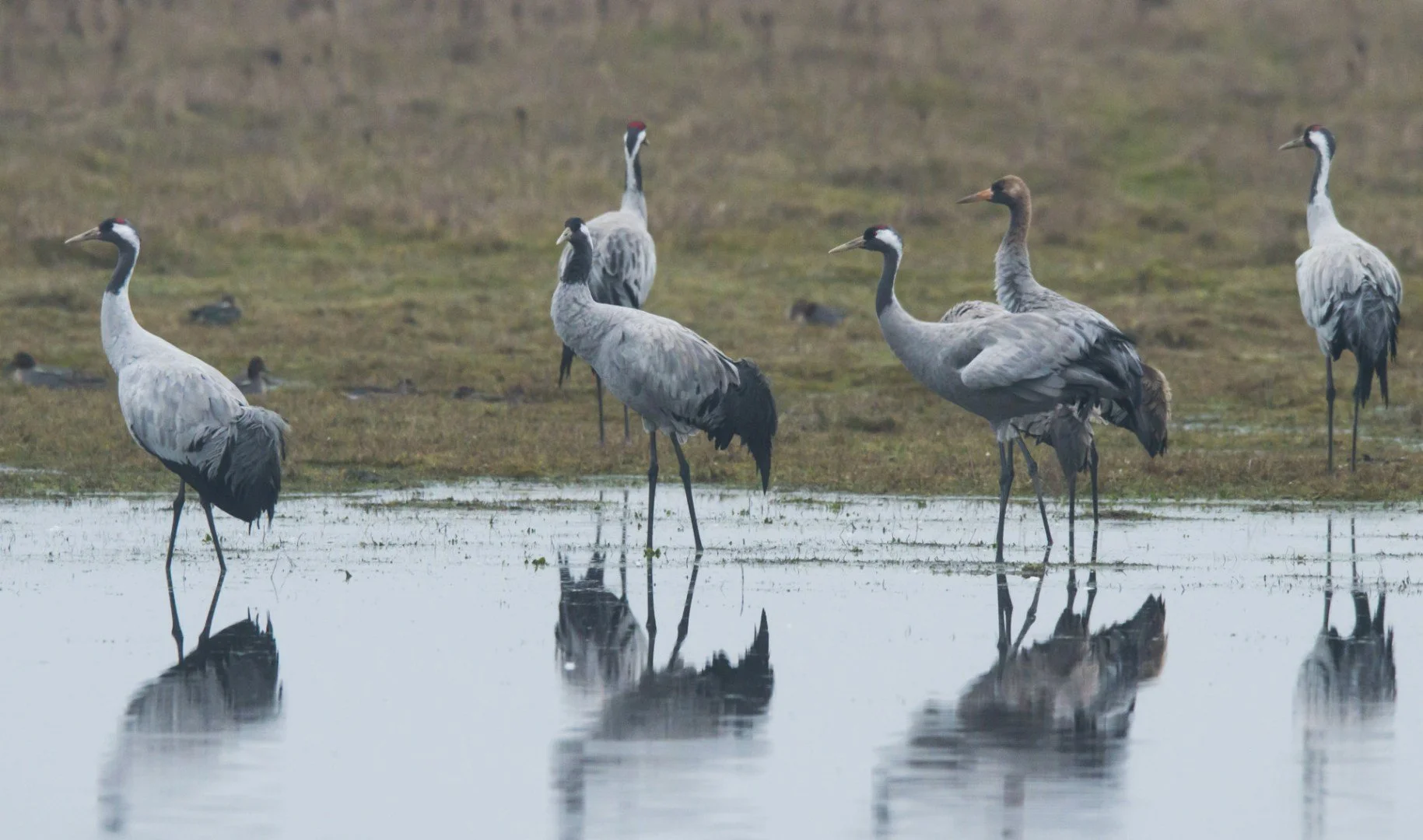 Grues_Cendrees_02.jpg