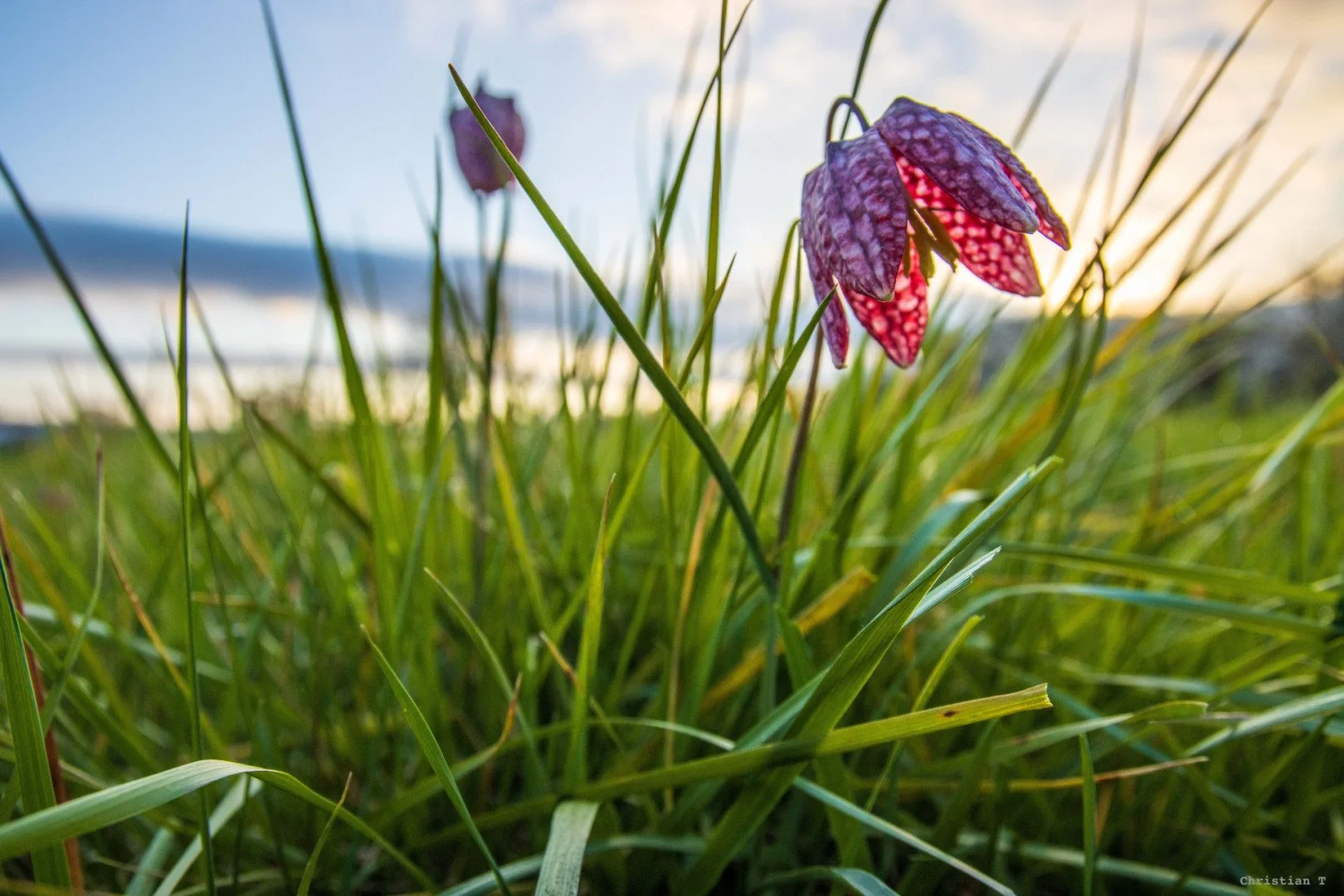 Sortie fritilaires