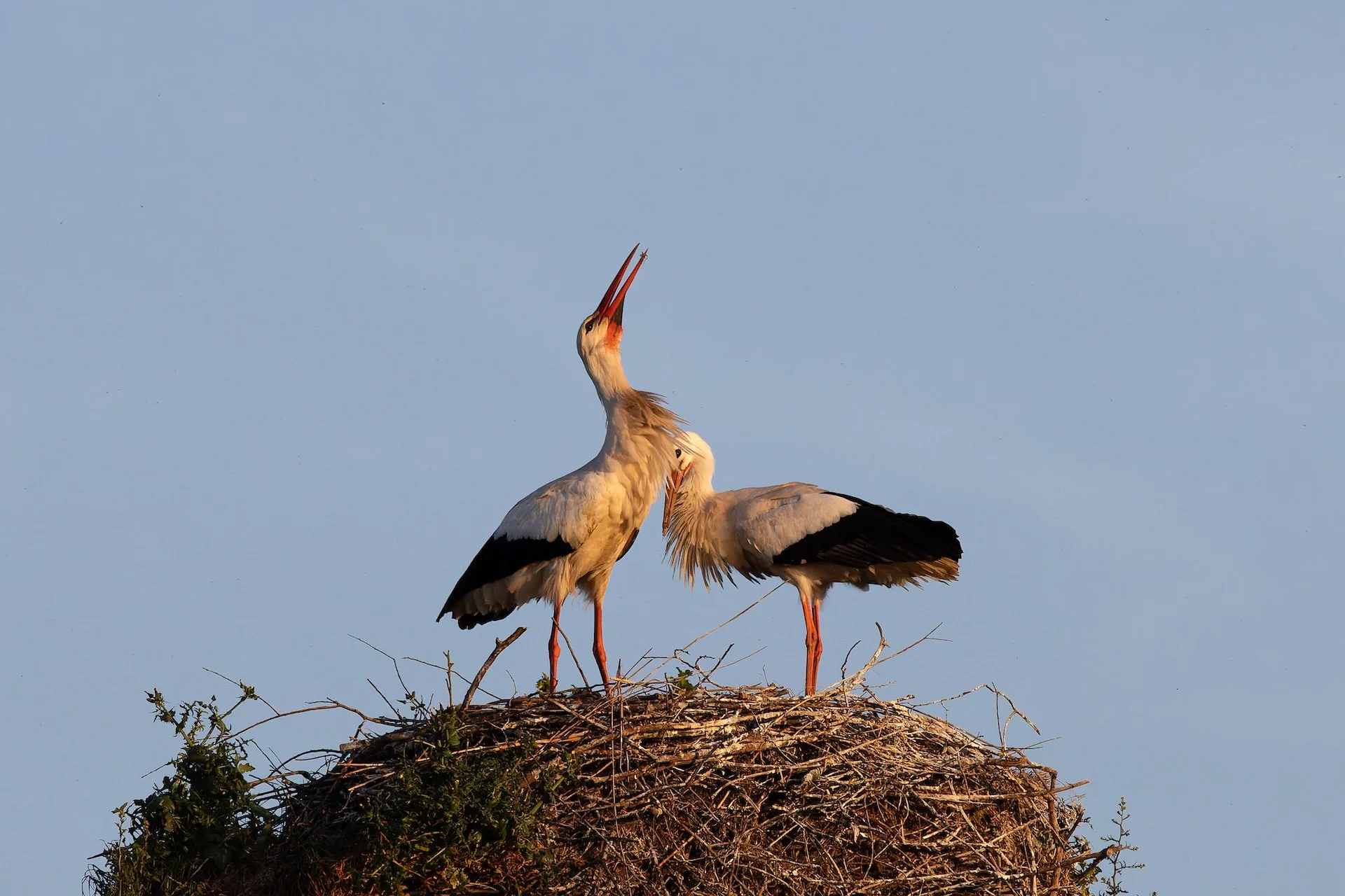PF_04 26_Cigogne 3.jpg