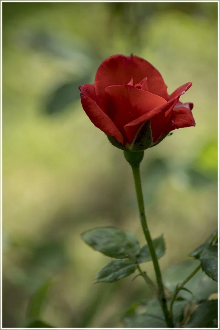 Roses-19.jpg