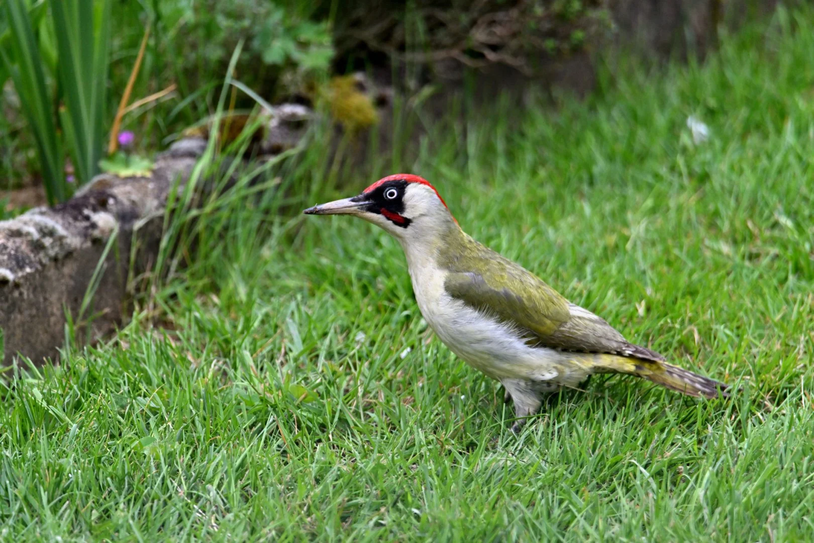 HM-Pic-vert-Mod-500mm-S-Vit3200s-f6.3-ISO1250-Change-DSC_2236.JPG