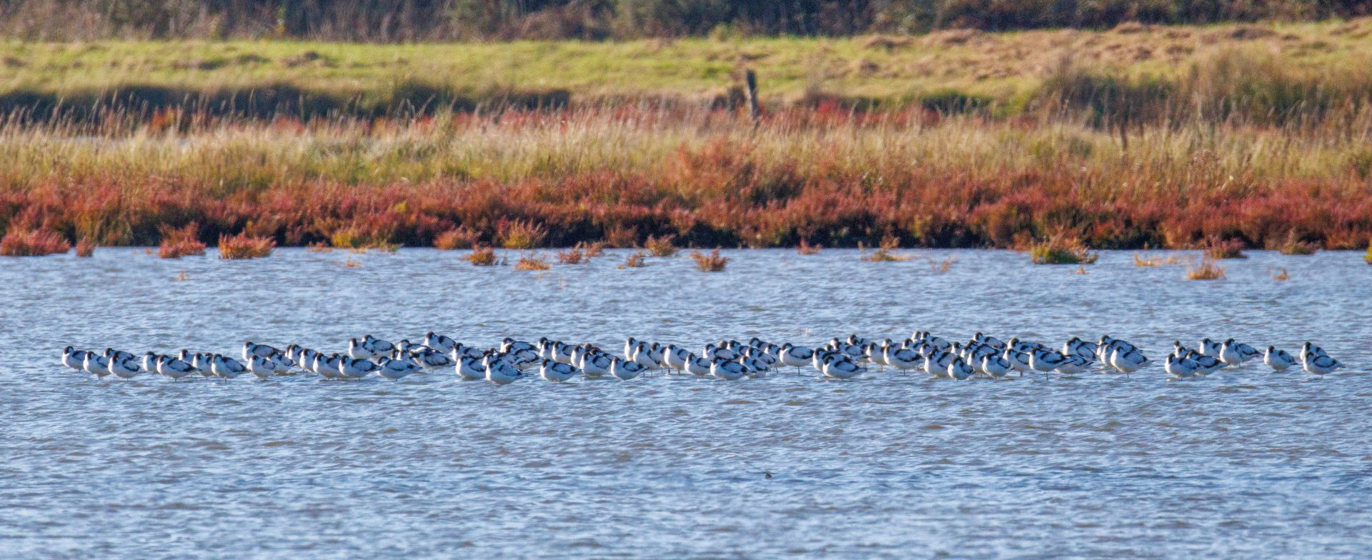 10-25-LD-Sene-Avocettes-RF200-800.jpg