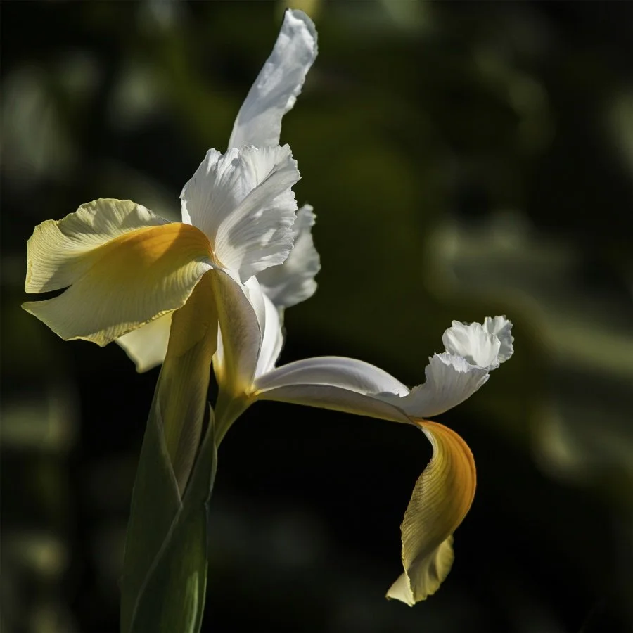 iris.jpg