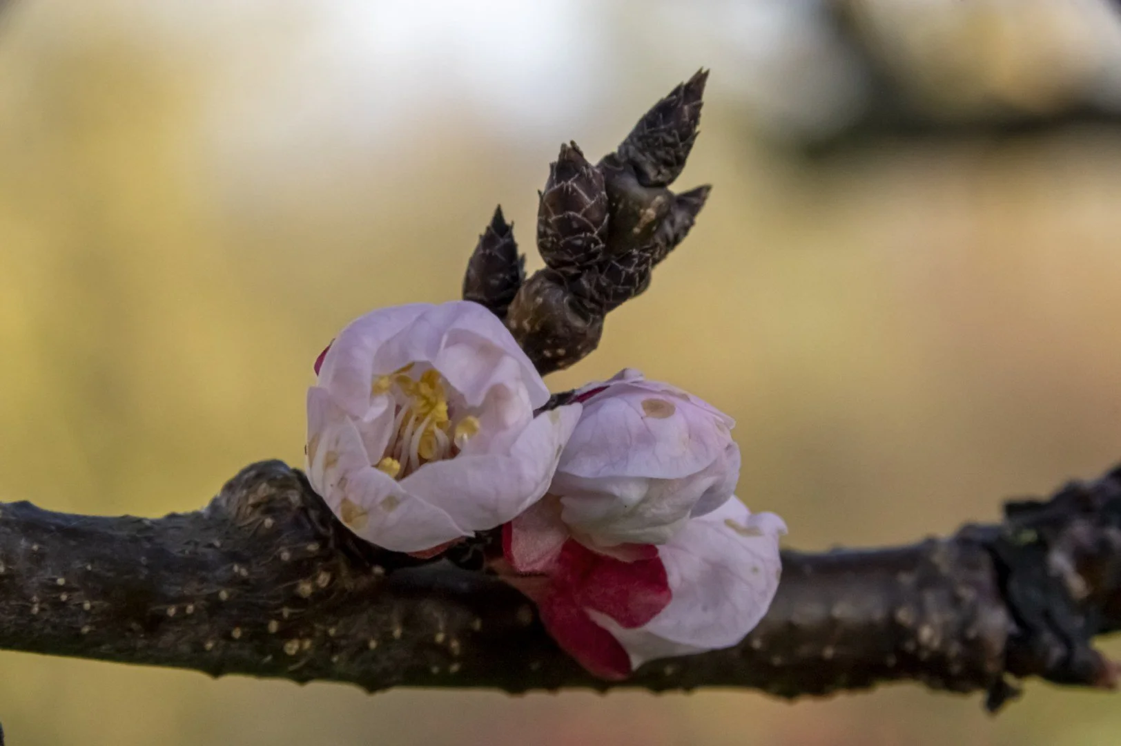 Fleurs-dabricotier.jpg
