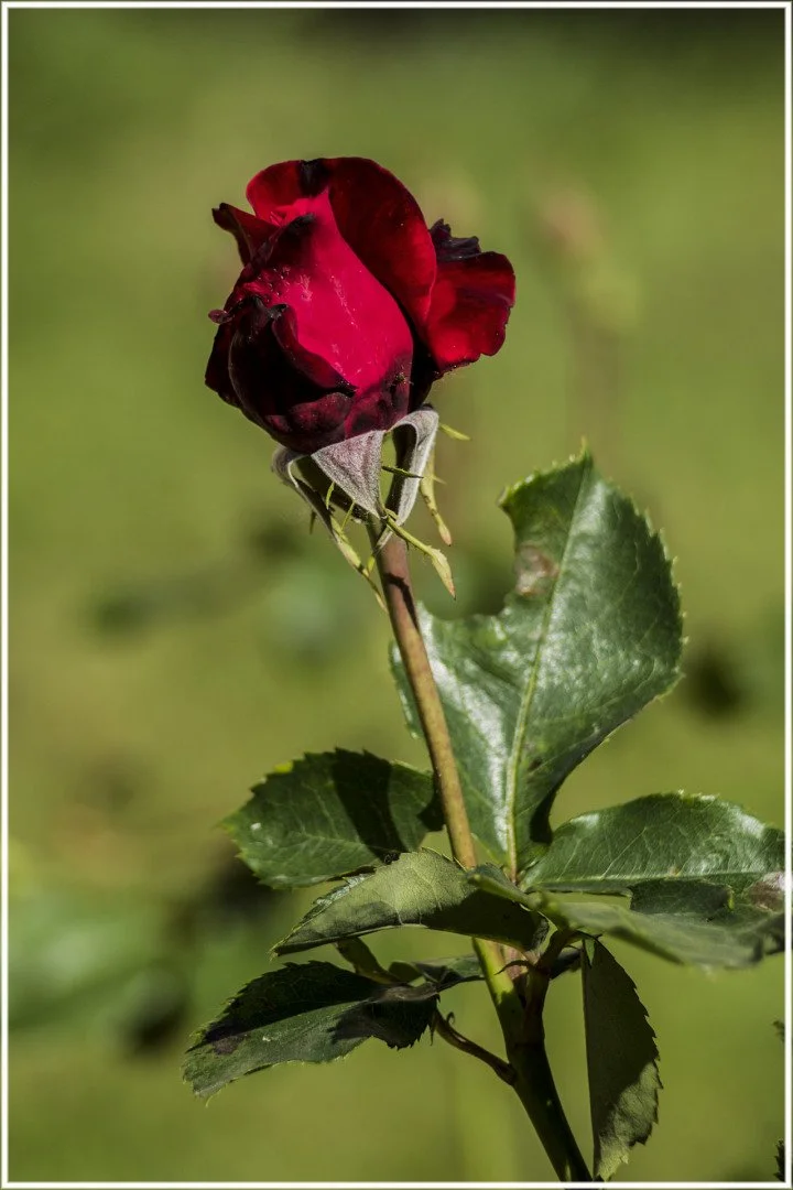 Roses-24.jpg