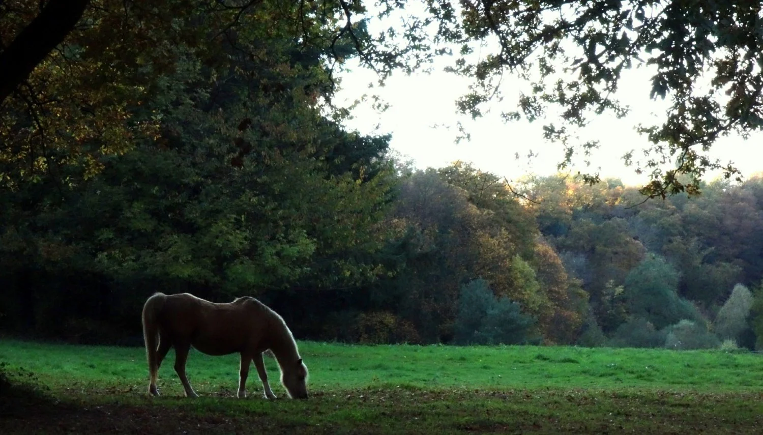 fantome.jpg