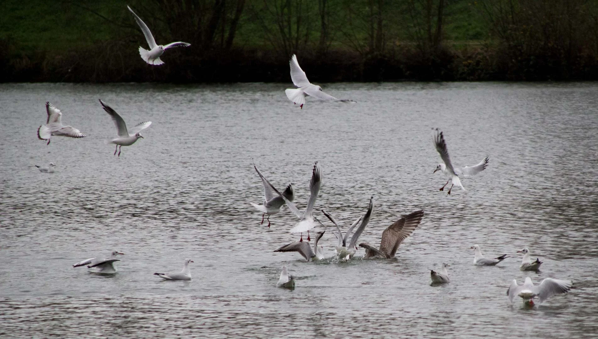 Du-rififi-chez-les-mouettes.jpg