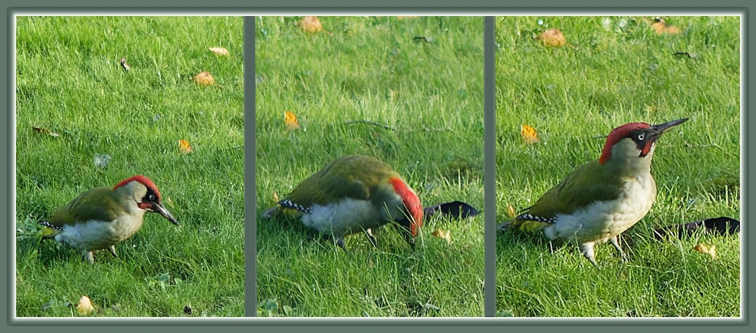 Triptyque-Pic-vert.jpg