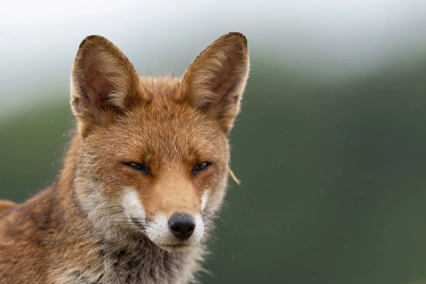 RG_0525_Renard011.jpg