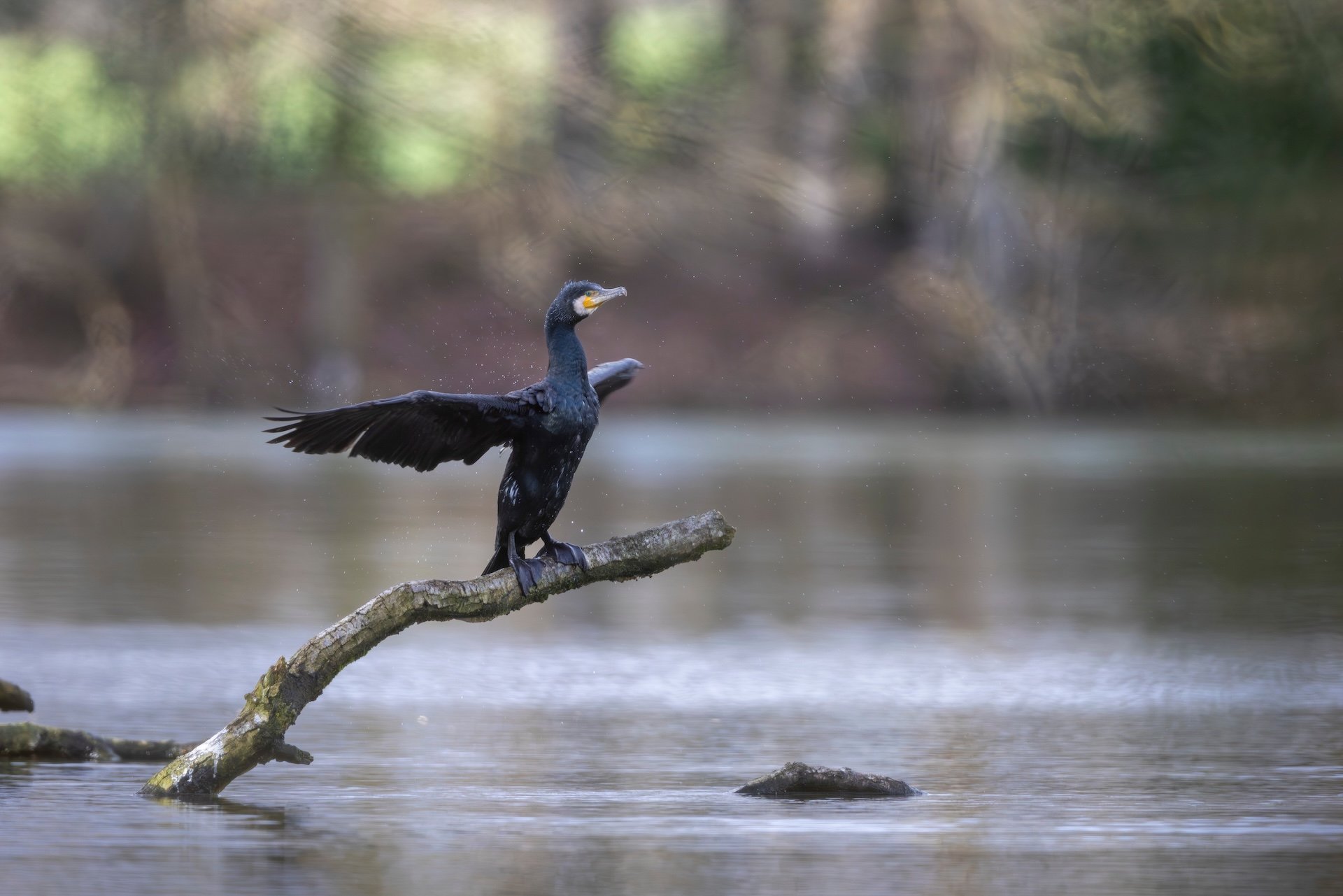 RG_0226_Cormoran02.jpg