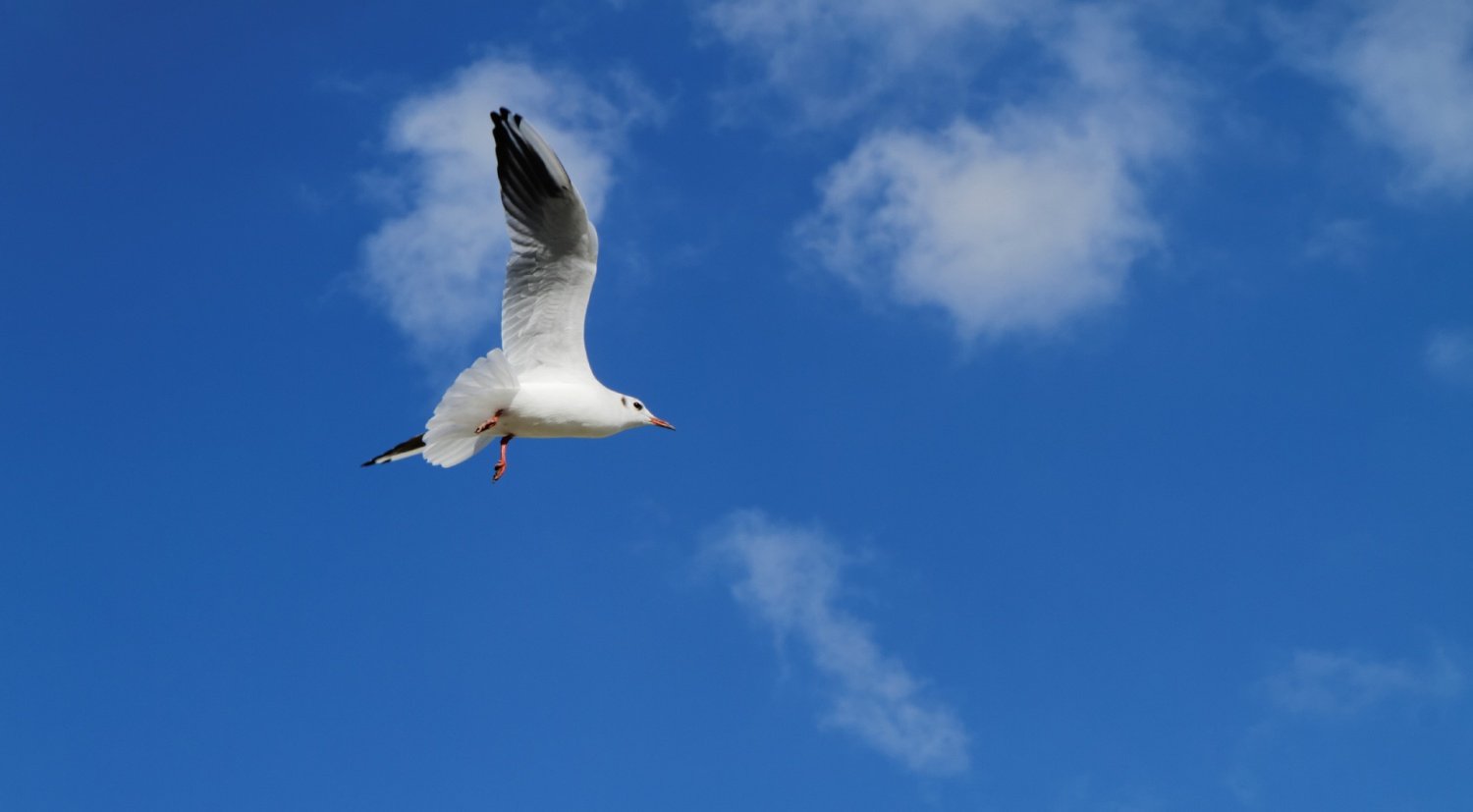 Mouette-voleuse_li.jpg