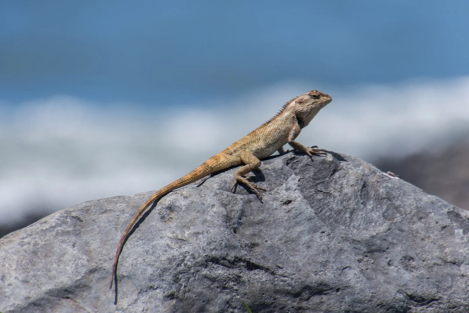 BH1019.06caméléon.JPG