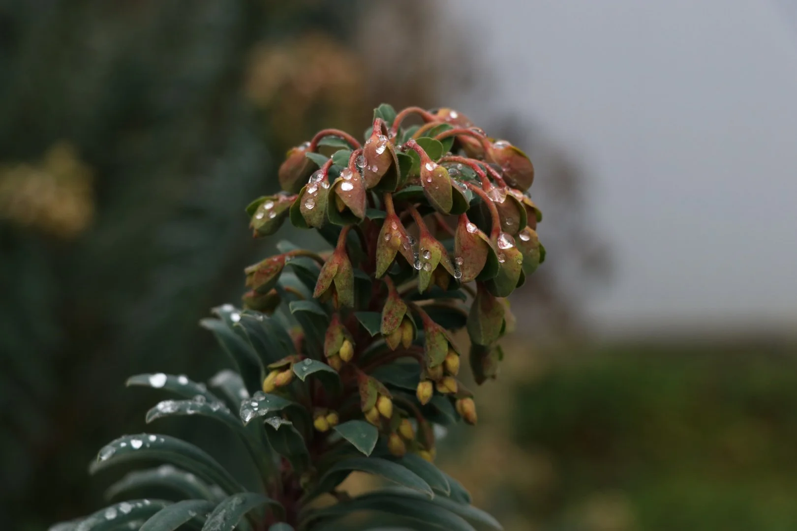 Rosee-sur-euphorbe.jpg