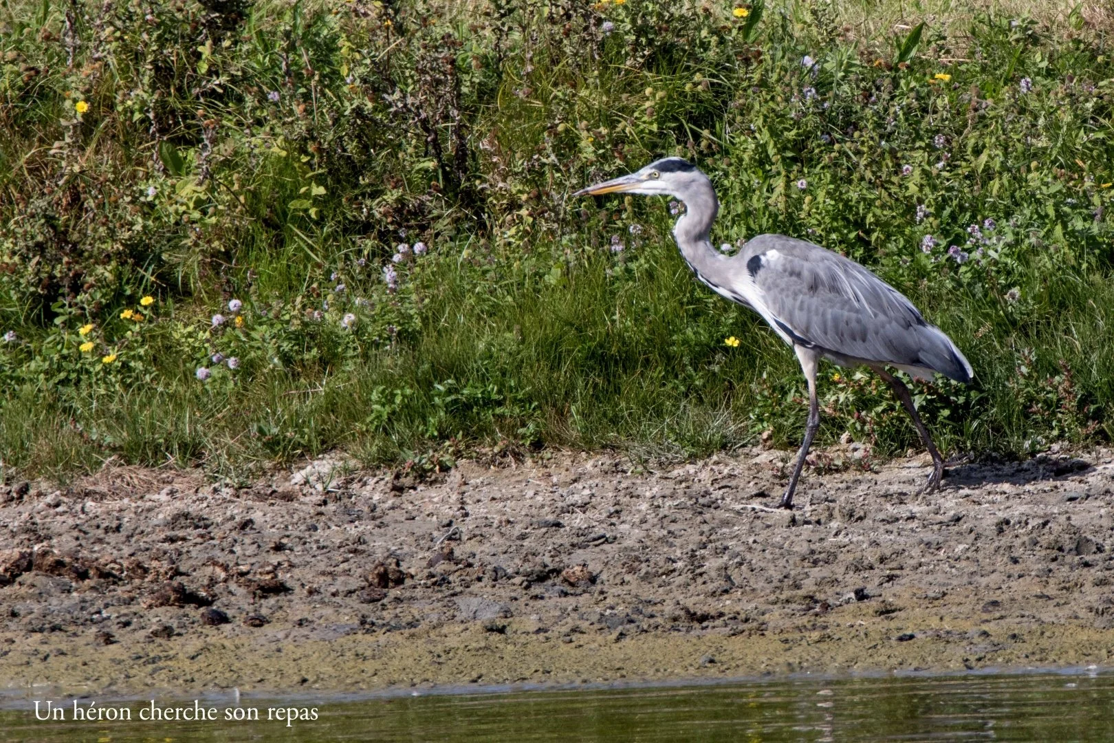 Parc-du-Marquenterre-18.jpg