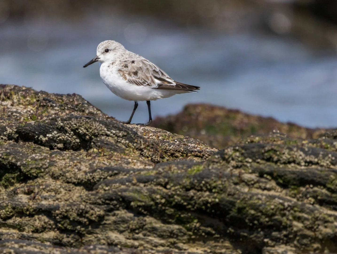 Becasseau-sanderling-2.jpg