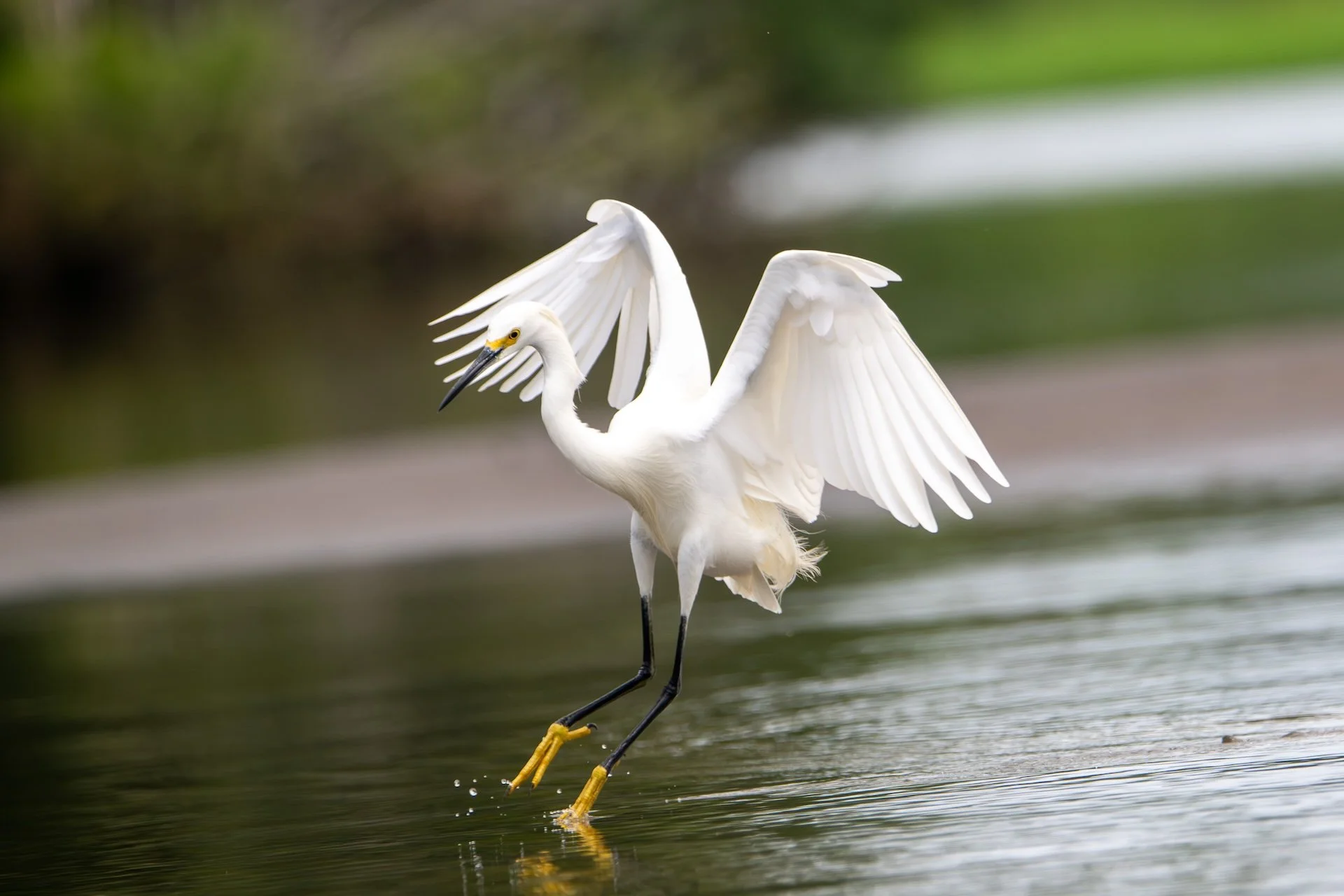 01-04-HM41 Heron Blanc DSC_9216.jpg