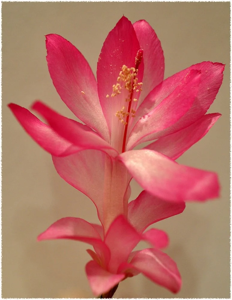 fleur-dhiver_li.jpg