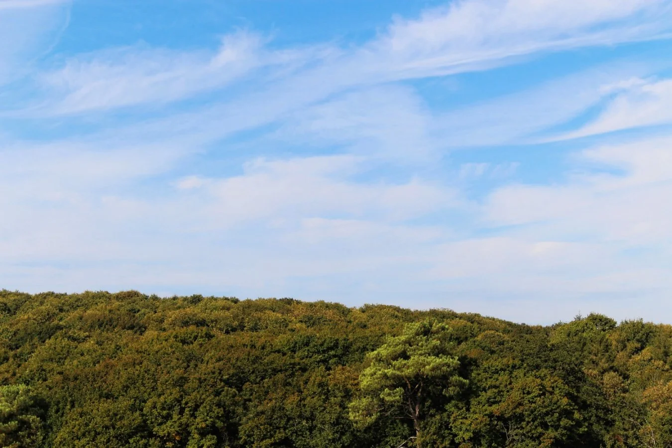 Bleu-sur-vert.jpg